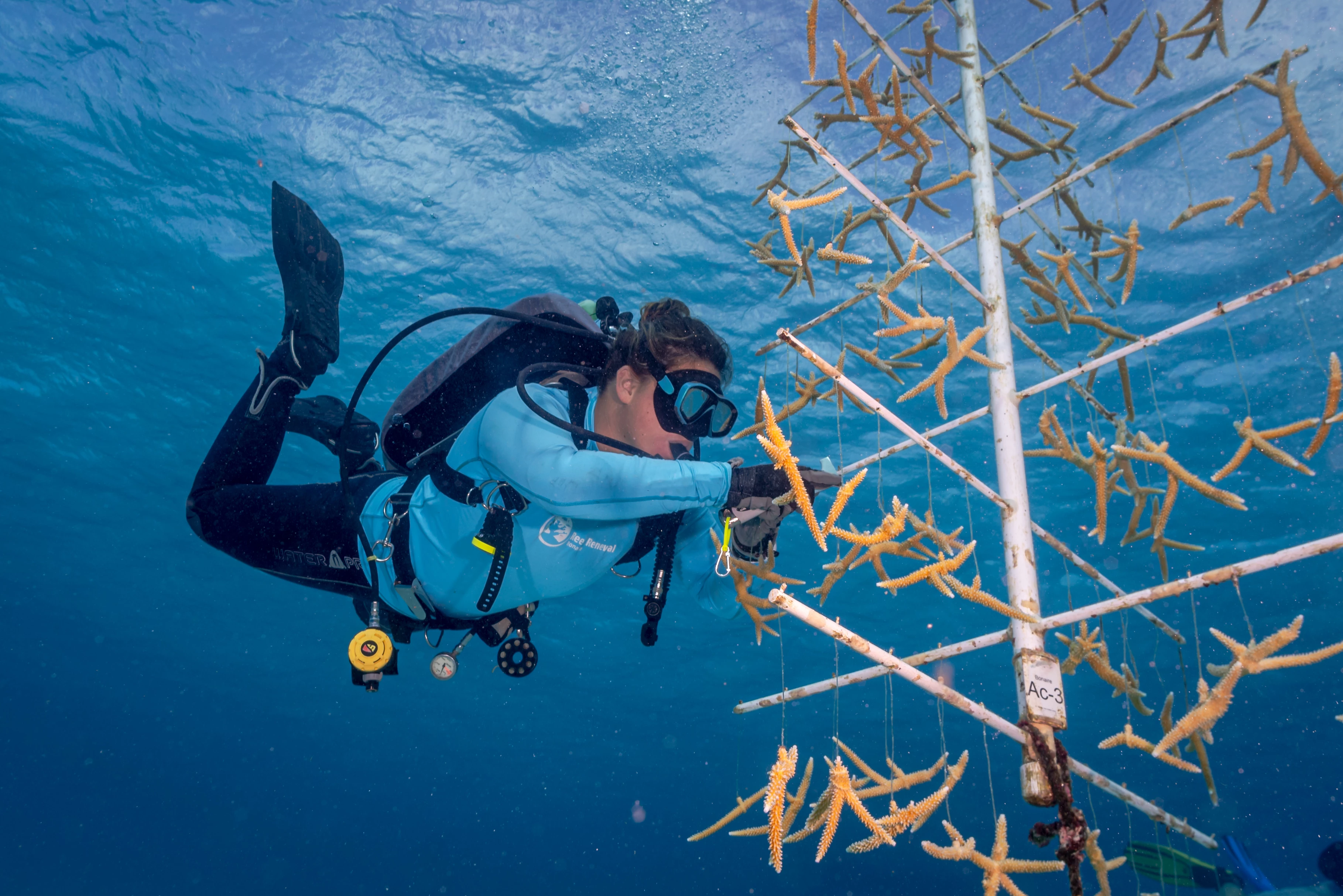 Herstelwerk van Reef Renewal Bonaire